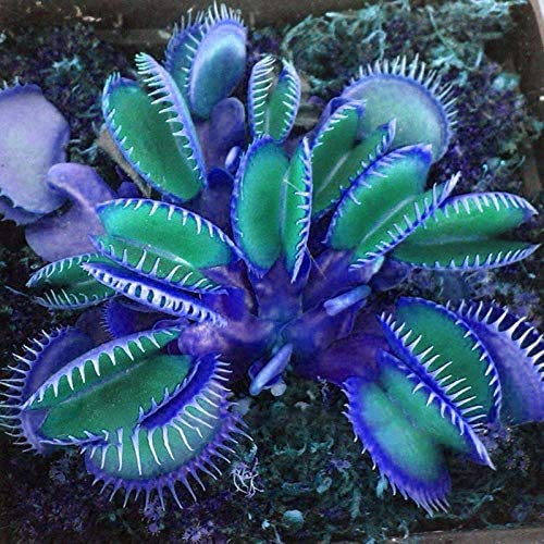 50 PC-Bule Topf Insectivorous Pflanzensamen muscipula Riesen Clip Venus Flytrap Samen Fleisch fressende Pflanze DIY Hausgarten