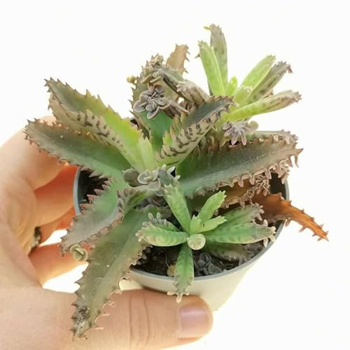 Kalanchoe Daigremontiana Planta Curativa Descubre el Poder Curativo de esta Planta Natural