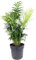 Bergpalme, Topf-Ø 17 cm, Höhe ca. 60 cm