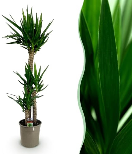 Green boutiQ - Zimmerpflanze - Yucca elephantipes - Yucca - Wenig Pflege - Grün - 1 - Topf 24cm - Höhe 140cm