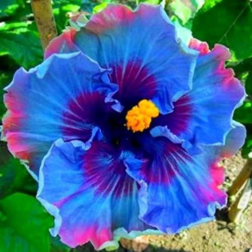 Schönheits-Umweltrosen–Pflegeleicht,duftende Hibiscus winterhart mehrjährig,EIN Must-für Gartenarbeit Und Bepflanzung–Hibiskus–Dekoration für Zuhause und Garten.-1stück-E