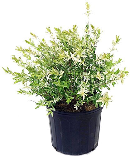 Green Promise Farms - Salix 'Hakaro Nishiki' (gesprenkelte Weide) Strauch, #3 Größe Behälter