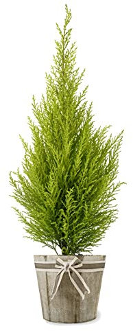 Cypress Plants, 'Gold Crest', 2 x Full Plants in 1 Litre Pots, Garden Ready and Ready to Plant, Premium Quality Garden Shrubs
