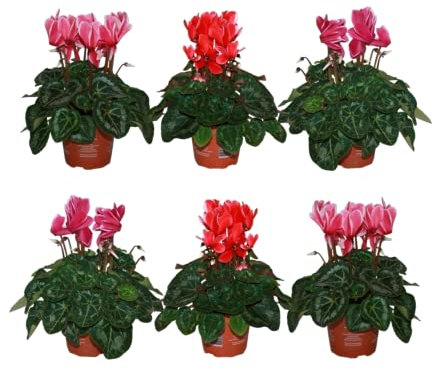 Violeta Persa | Pack de 6 Plantas | Flores Naturales | Plantas Vivas para Decorar el Hogar