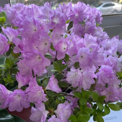 50 pezzi semi di Rododendro - Azalea erbaceae giardino resistenti, le scalatrici sono resistenti