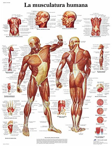 3B Scientific VR3118UU Anatomisches Poster Die menschliche Musculatur, Einheitsgröße, mehrfarbig