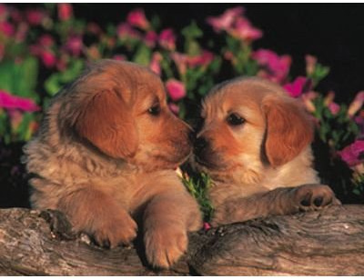 Ravensburger Two Little Pups