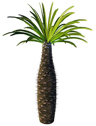 Pachypodium lamerei - Madagaskar Palme - 20 Samen -Sukkulenten