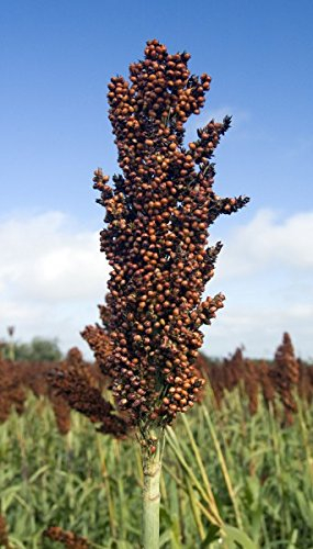 Elefantengras Sommerpampas - 40 Samen