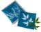 Gardener's Supply Company Sunprint Kit 4 x 4 Solar Paper