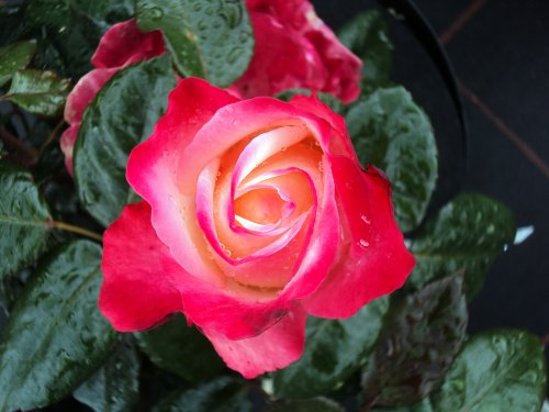 Edelrose Nostalgie ® Containerrosen im großen 7,5 Liter Topf