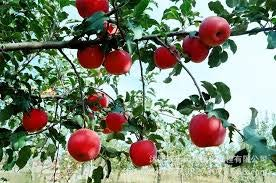 HOO PRODUCTS - Apfel roten Apfel Obst lieben rotes Fleisch, Topfobstbäume können Obstbäume 10 Samen/Packung nagelneu gepflanzt werden!