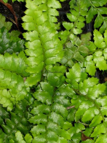 Staudenkulturen Wauschkuhn Polystichum polyblepharum - Japanischer Glanzschildfarn - Farn im 11cm Topf