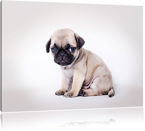 Pixxprint Kleiner Hundewelpe Mops, Größe: 100x70cm, Leinwandbild, fertig gespannt, Wandbild, Dekoration, Kunstdruck, kein Poster