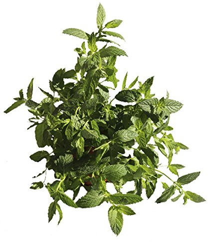 HIERBABUENA. Planta aromática natural, altura: 30cm aproximado, contenedor 13-14 cm. ENVIOS SOLO PENINSULA