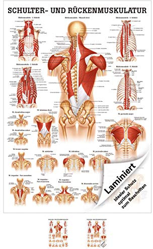 Sport-Tec Schulter- und Rückenmuskulatur Mini-Poster Anatomie 34x24 cm med. Lehrmittel