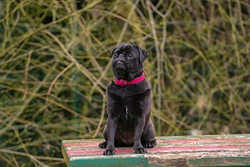 HANSEPUZZLE 34659 - Mops Puzzle 2000 Teile | Tierwelt Puzzle mit hochwertiger Puzzle Aufbewahrung: Kartonbox und Wieder verschließbarem Beutel | Puzzle-Maße: 90 x 60 cm