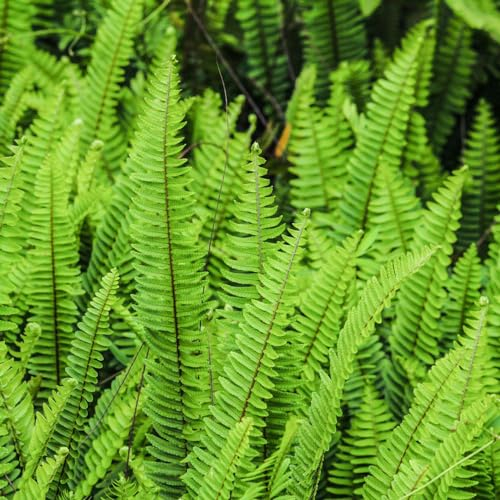 150 pcs schwertfarn hängend samen dachbegrünung spezielle samen Nephrolepis exaltata, balkonpflanzen winterhart winterharte kübelpflanzen dekoration wohnzimmer geschenke für gartenliebhaber