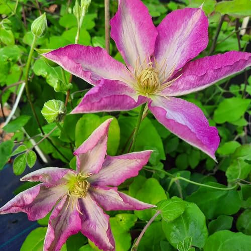 Clematis Asao 1L - Es wird in Ihrem Garten wunderschön aussehen