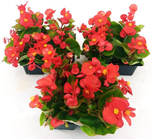 POWERS TO FLOWERS - BEGONIA SEMPERFLORENS, BEGONIETTA DA ESTERNO, FOGLIA VERDE e FIORE ROSSO, 12 PIANTE, piante vere