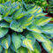 Hosta zwiebeln Hardy perennial funkien Hosta pflanze Hosta pflanze winterhart Hardy funkien