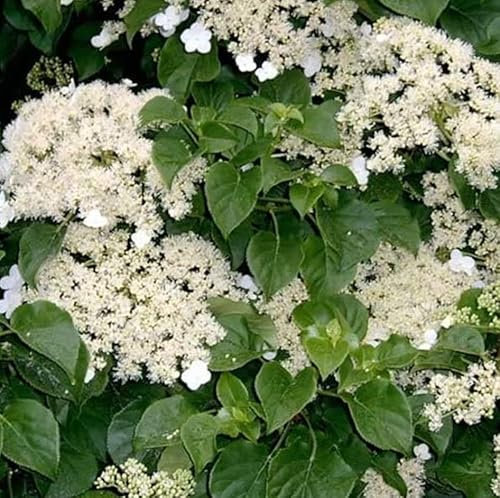 Hydrangea anomala Petiolaris Climbing Hydrangea in a 3 Litre Pot with Colour Care Label | Garden Ready Climbing Plant by Plant Lovers Garden