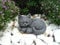 STEINFIGUREN SPICKER Steinfigur Katze mini, 156/1 Gartenfigur Steinguss Tierfigur Basaltgrau