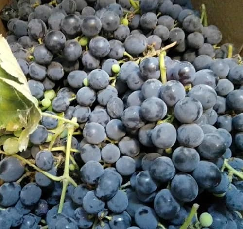 Vitis vinifera 'Pata Negra' – Kernlose Schwarze Weintraube, 180-200 cm, für Garten und Terrasse