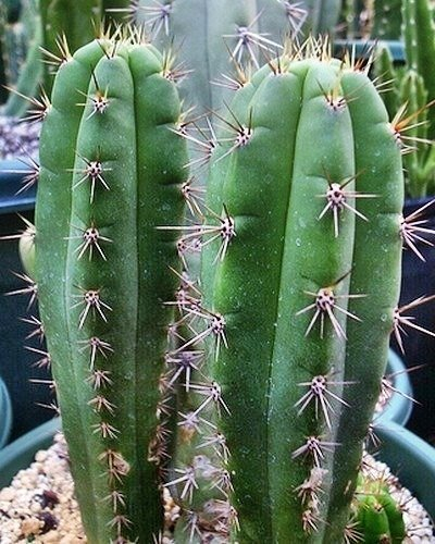 Trichocereus cuzcoensis - Cuzco Kaktus - 10 Samen