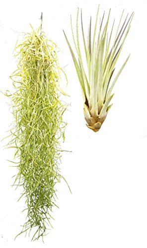 Tillandsien 2er XL Mix, Tillandsia usneoides, Tillandsia fasciculata, Bromeliengewächs