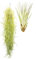 Tillandsien 2er XL Mix, Tillandsia usneoides, Tillandsia fasciculata, Bromeliengewächs