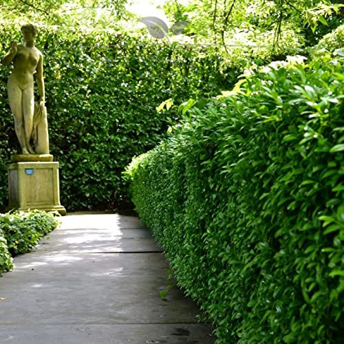 Gardline - Kirschlorbeer Novita 60-80cm IM TOPF. 3-200 Lorbeerkirschen. Immergrüne Hecke - 23 St. (ca. 7,5 Meter)