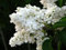 Edelflieder Syringa vulgaris 'Mme Lemoine' Pflanze 15-20cm weiß Flieder Rarität