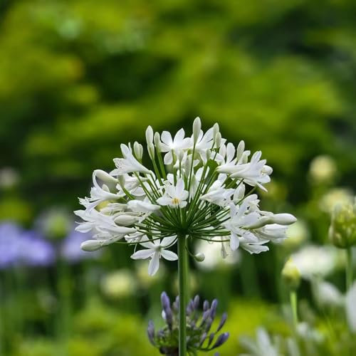 semillas de agapanto - semillas de lirio africano plantas balcón con prado mariposas flores silvestres pradera flores balcón plantas jardín balcón techo verde exóticas jardín 200pcs