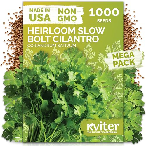1,000 Slow Bolt Cilantro Heirloom Herb Seeds, Coriandrum Sativum
