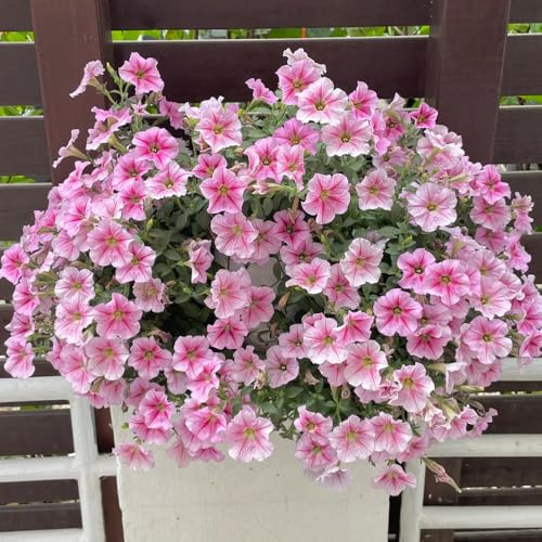 petunien hängend - balkonpflanzen gartendeko für draußen blumensamen balkon, schattenpflanzen winterhart bio 180samen