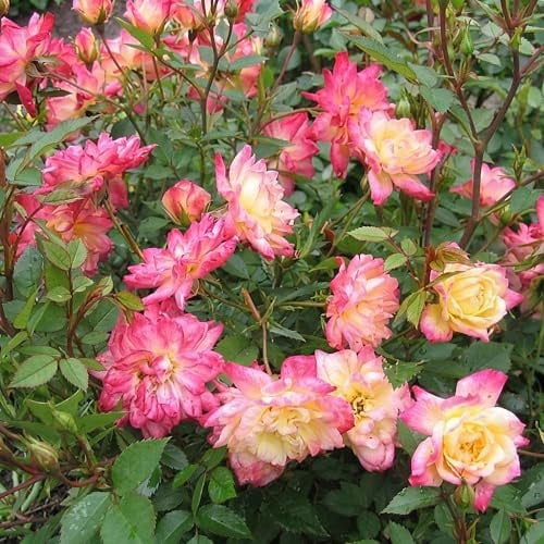 Gartenrose Rosa Tricolor Fairy 3er Set – winterhart – gelb rosa weiß blühend – 12cm Höhe 20-25cm – kompakte Beetrose für Beet, niedrige Hecke, Kübel, Balkon & Terrasse