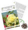 Stockrosen Samen zweijährig (Alcea Rosea, 100 Korn) - Wunderschöne Rosen mit langer Blütezeit für besondere Akzente in Ihrem Blumenbeet (Gelb)