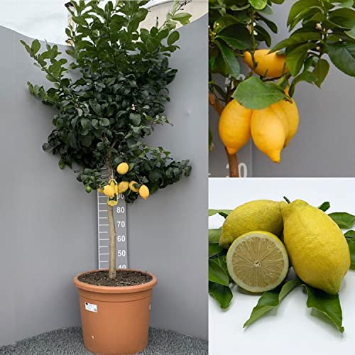 SAVINI VIVAI Citronnier, agrume Lunario, plant de citronnier en pot de 42 cm hauteur 180-200 cm 7-8 ans de greffage, fabriqué en Italie