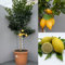SAVINI VIVAI Citronnier, agrume Lunario, plant de citronnier en pot de 42 cm hauteur 180-200 cm 7-8 ans de greffage, fabriqué en Italie
