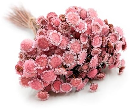 Enchanted Trockenblumen Dekogras Glyxia Comanthera Getrocknetes Gras Ziergras Natürlich Deko Groß Rosa