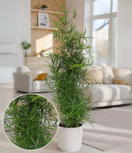 BALDUR Garten 1x Asparagus Falcatus Pyramide, Pflanze im 19 cm-Topf, ca. 80 cm hoch, elegante Zimmerpflanze, Blickfang für Wohnung & Büro, frischgrünes filigranes Blattwerk, pflegeleicht