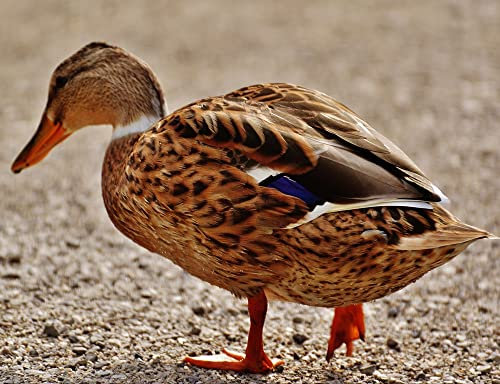 hansepuzzle 36277 - Ente Puzzle 1000 Teile - Tierwelt-Puzzle mit hochwertiger Aufbewahrung: Kartonbox und wiederverschließbarem Beutel - Format 60 × 46 cm
