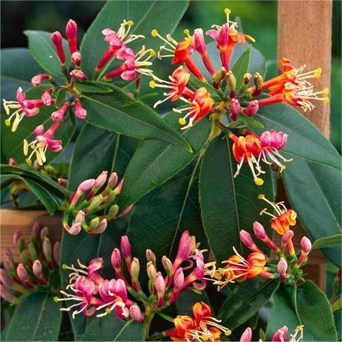 2 x Foglia di caprifoglio Henryi – piante rampicanti/Lonicera) | Giallo – Verde sempreverde e duro – 2 X 1,5 litri