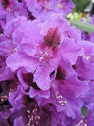 Rhododendron Hybride Blauer Traum - Großblumige Alpenrose 30-40cm