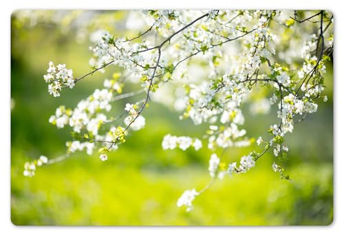 KitchenYeah© Platzsets Abwaschbare Placemats Set 6 45x30 cm Tischsets Platzdeckchen Platzset Tischset Esstisch Telleruntersetzer Waschbar Blüte - Frühling - Weiß