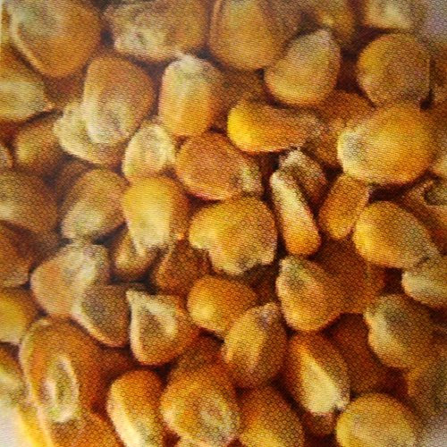 25 kg Mais lose, Tierfutter, für Geflügel und Wild