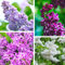 200+ Stück Gemischte Flieder Samen für die Bepflanzung 4 Farben Extrem Duftende Blumen Stauden Busch Bonsai-Pflanzen