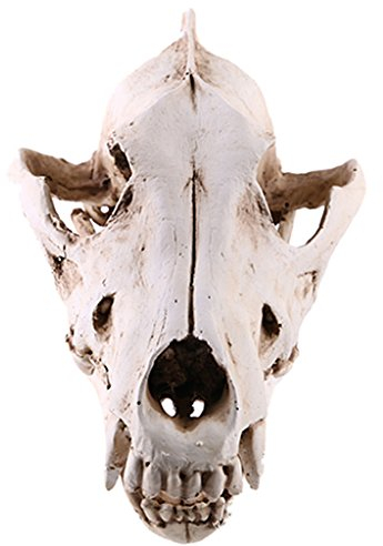 Fenteer Harz Wolf Schädel Figur Dekofigur Modell Ornament