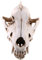 Fenteer Harz Wolf Schädel Figur Dekofigur Modell Ornament